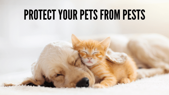 Protect Your Pets from Pests