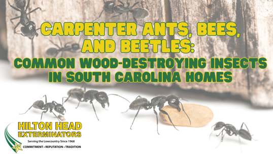 wood-destroying insects in South Carolina homes