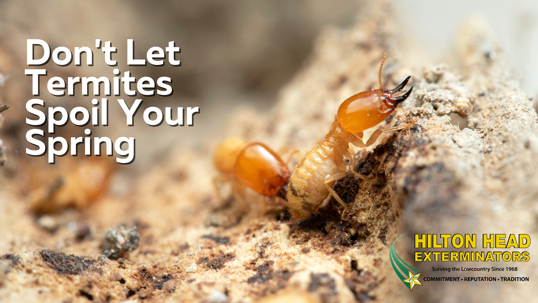 Termite prevention Hilton Head