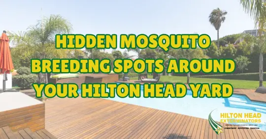 Hilton Head Exterminators blog image about hidden mosquito breeding spots around the yard