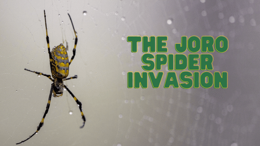 the joro spider invades South Carolina