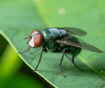 Come up picture of a household fly on a leaf.