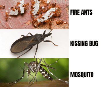 graphic picture of fire ants, kissing bug, and a mosquito.