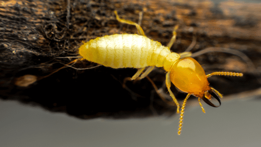 Termite Issues in South Carolina