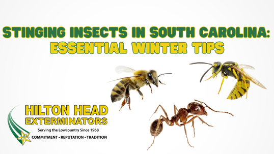 winter stinging insect control in South Carolina