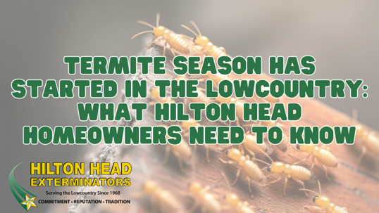 termite season Hilton Head