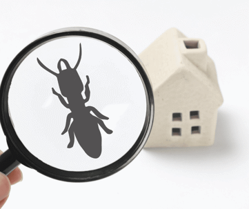 Pest Control for your Home