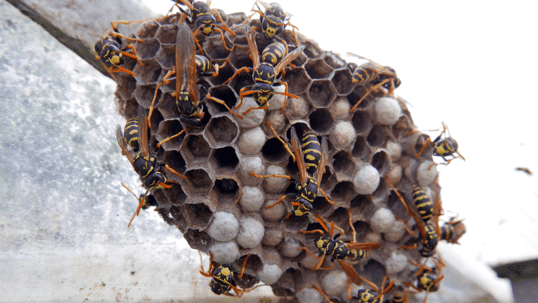 Wasp Nest Removal