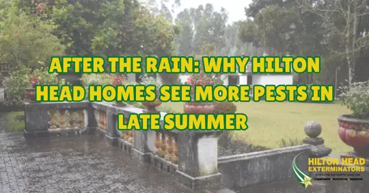 Late summer pest activity around a Hilton Head home after rain