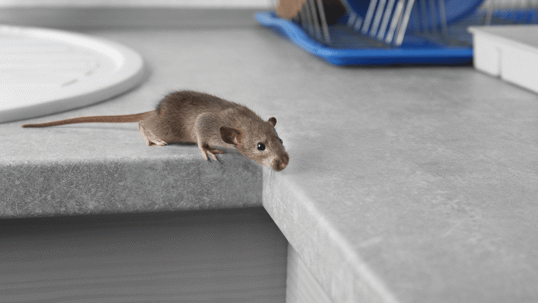 mice in your home