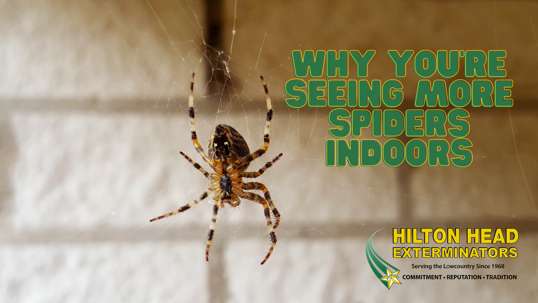 seasonal spider migration indoors South Carolina