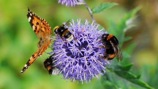 yard-friendly pollinators