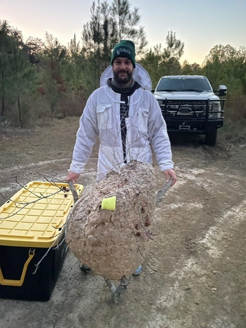 hornet nest