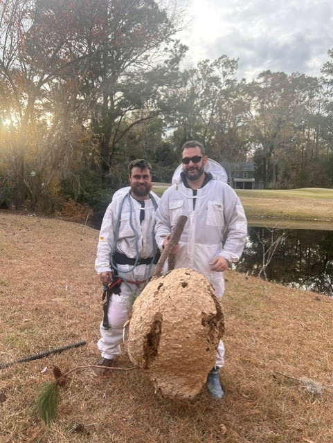 hornet nest