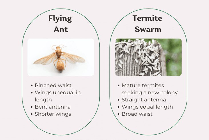 Flying Ants or Termites