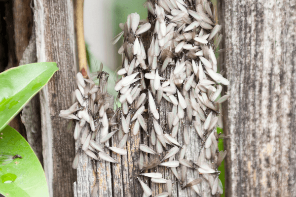 A close up of bugs