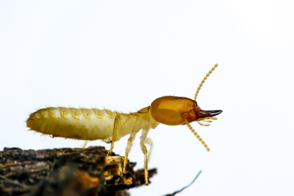 Termite Facts 