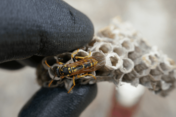 Wasp Nest Removal