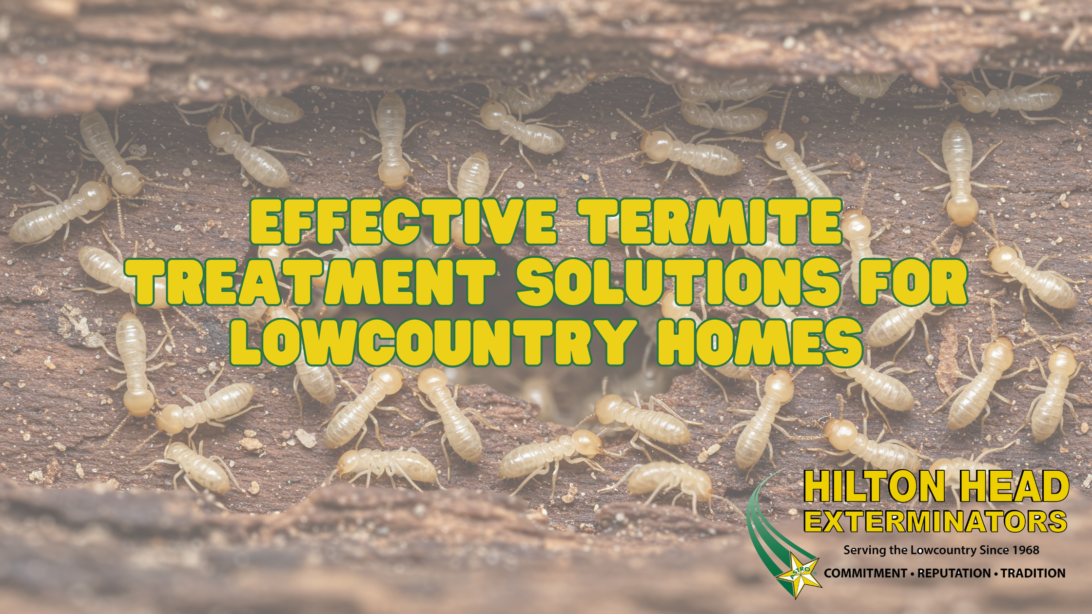 Effective Termite Treatment Solutions for Lowcountry Homes