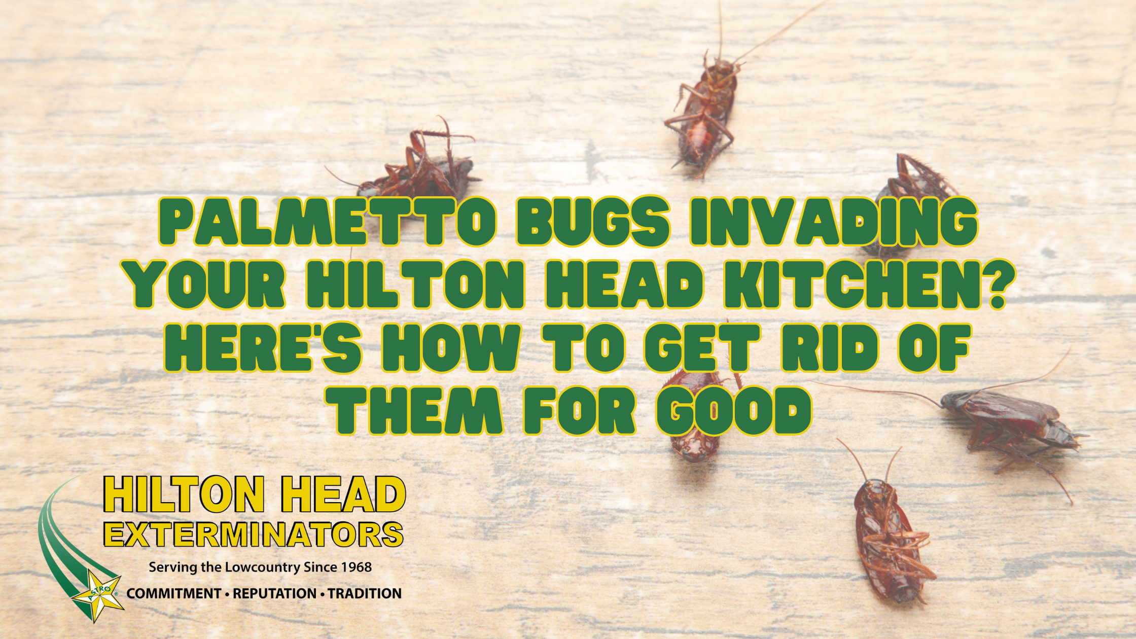 Palmetto Bugs Invading Your Hilton Head Kitchen? Here’s How to Get Rid