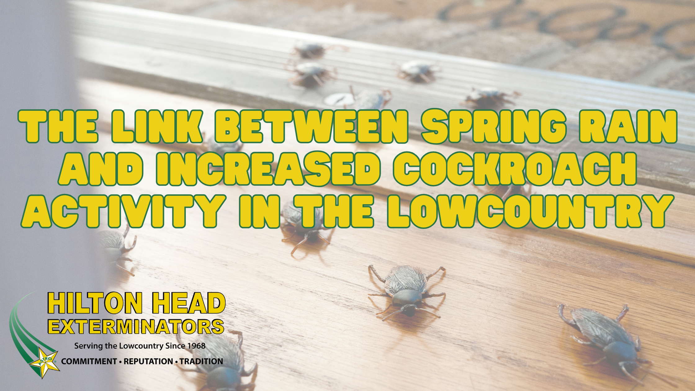 The Link Between Spring Rain and Increased Cockroach Activity in the ...