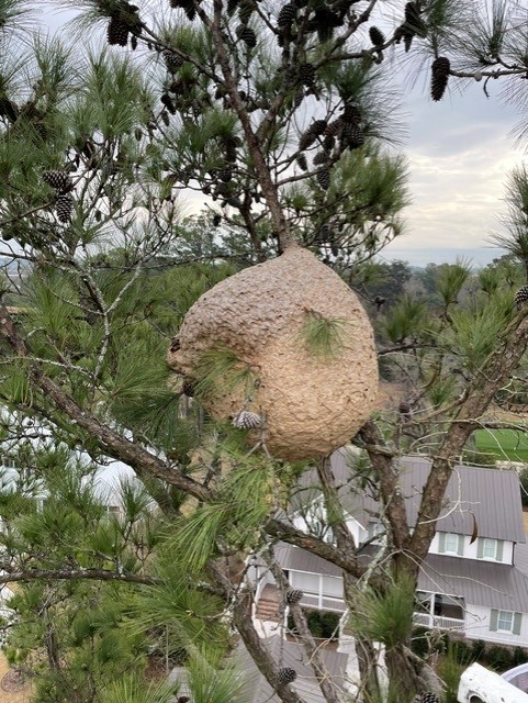 Hornet Nest