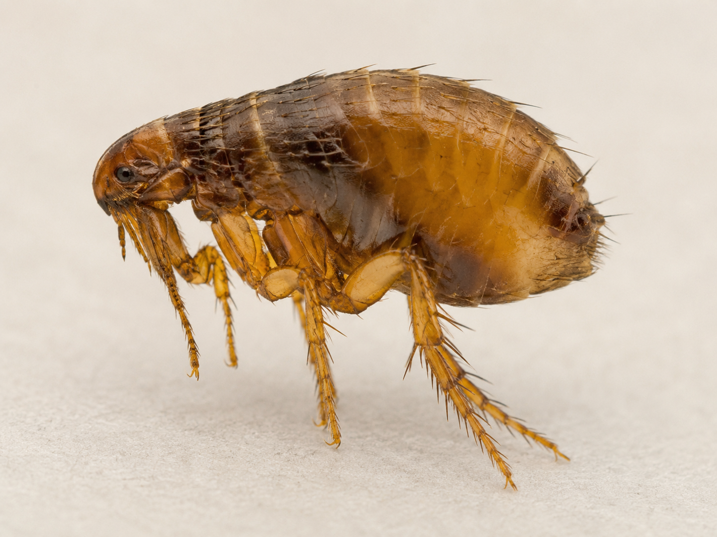 Close-up flea image for outdoor flea prevention blog