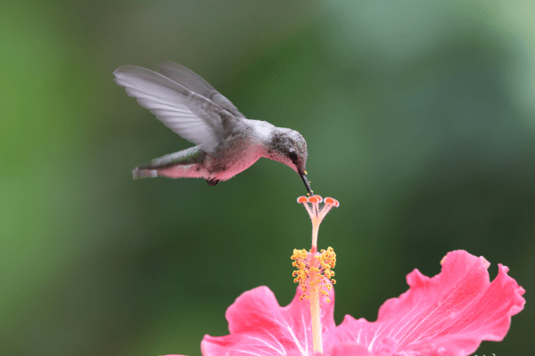 Hummingbird Pollinating