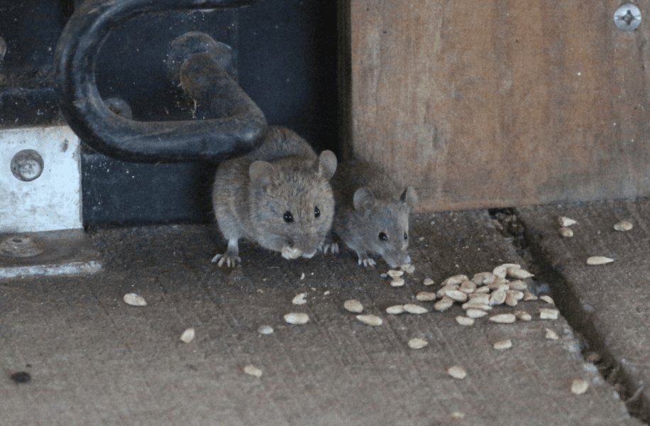 mice in your home 