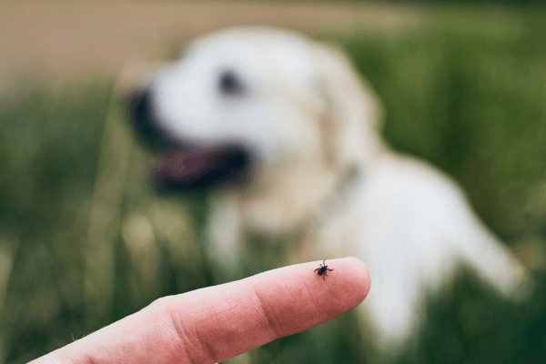 A tick on a dog